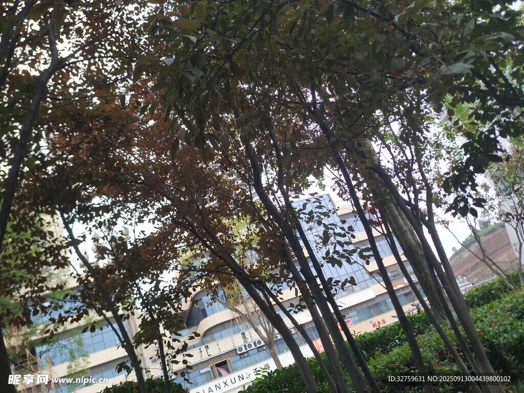 校园绿树与建筑景致