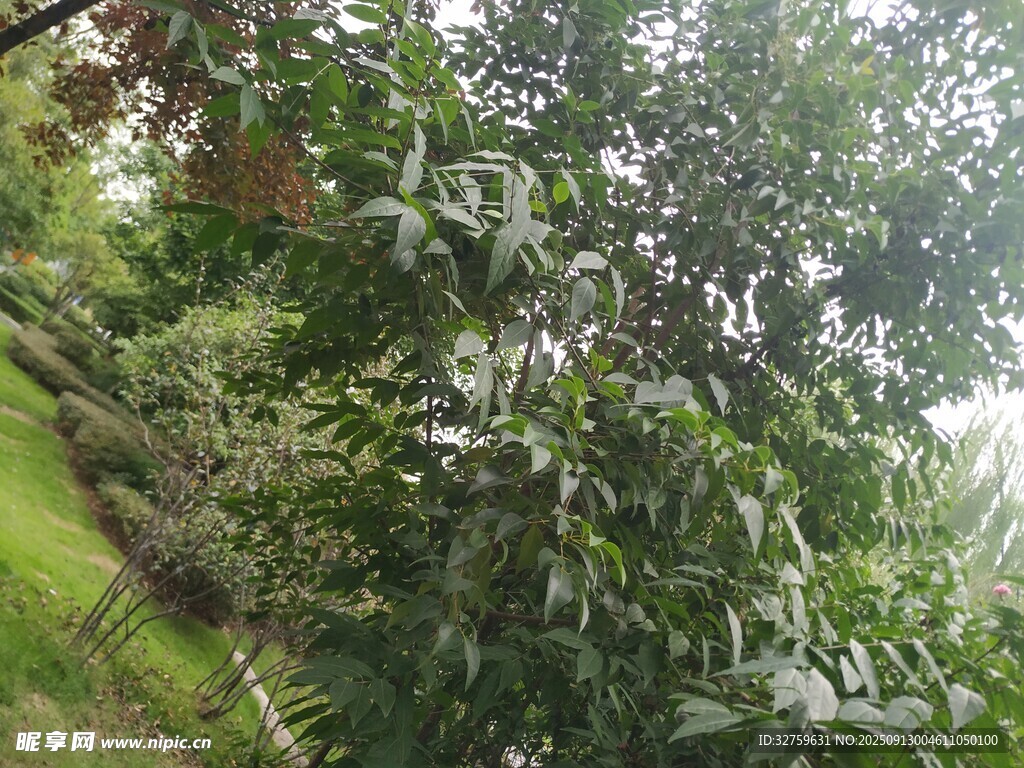 繁茂绿植景观