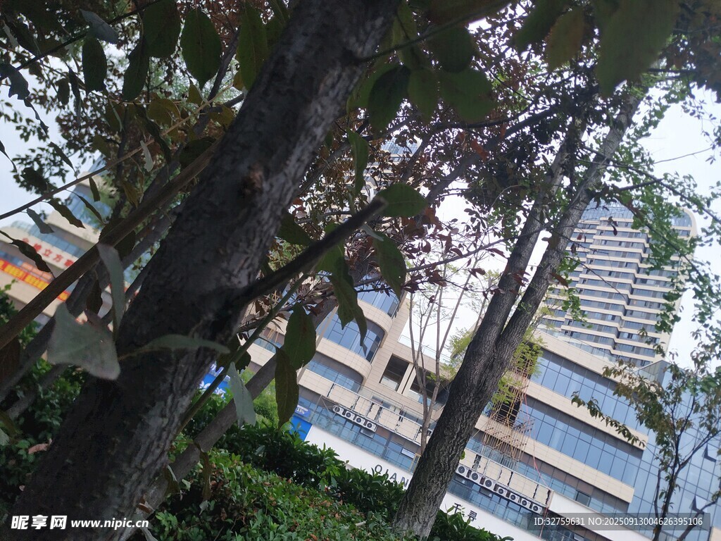 透过树木见高楼景象