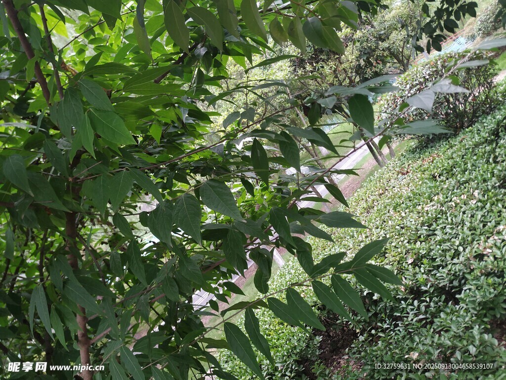 绿意盎然的自然景致