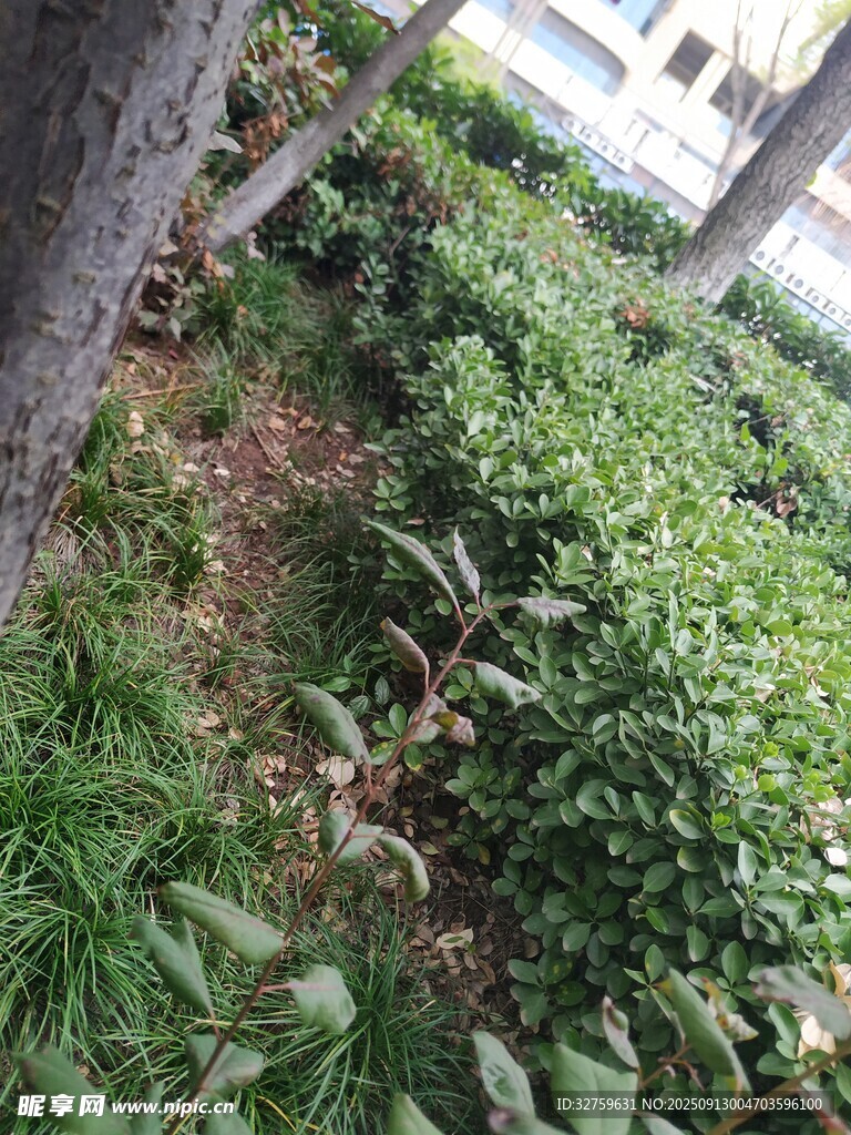 路边绿植景观