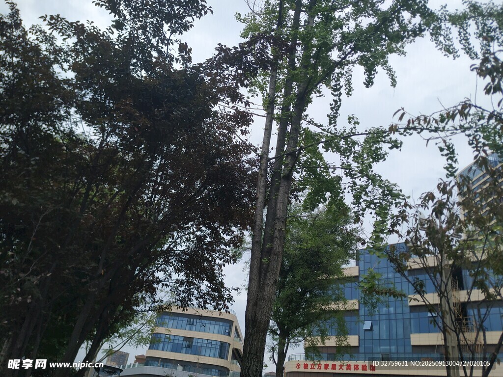 城市中树木与建筑景观