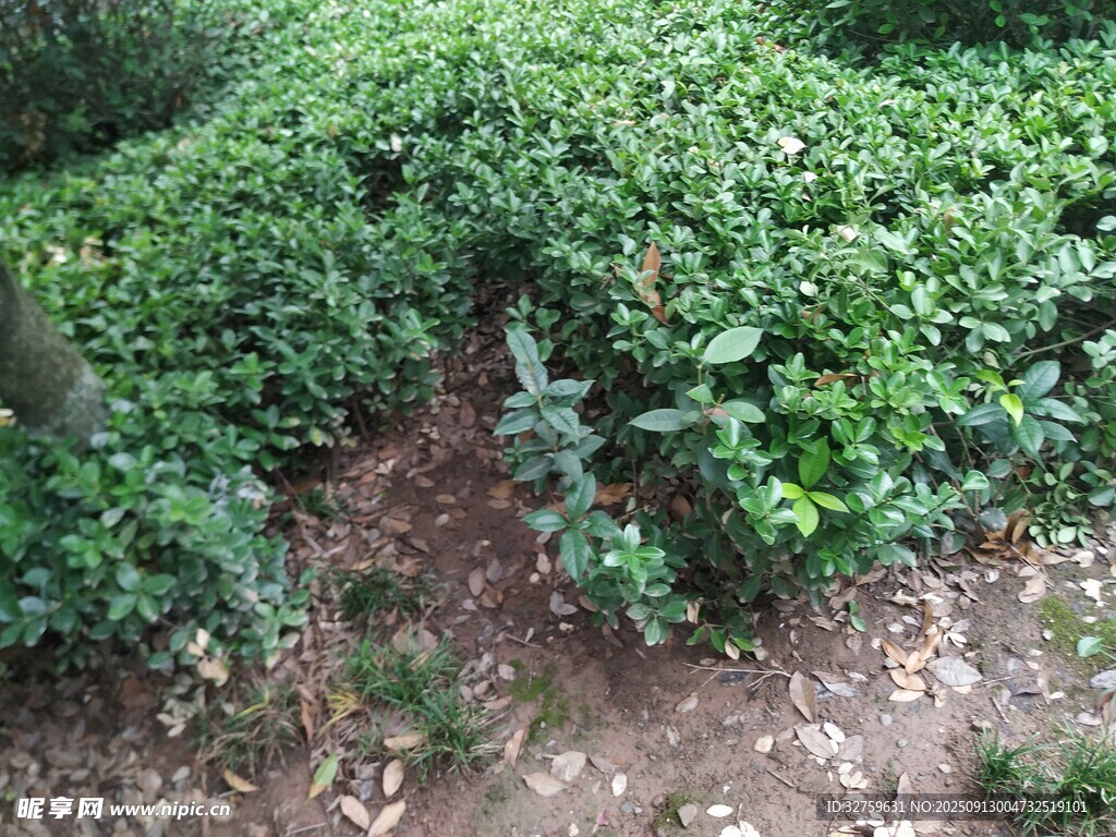 翠绿繁茂的地面绿植景观