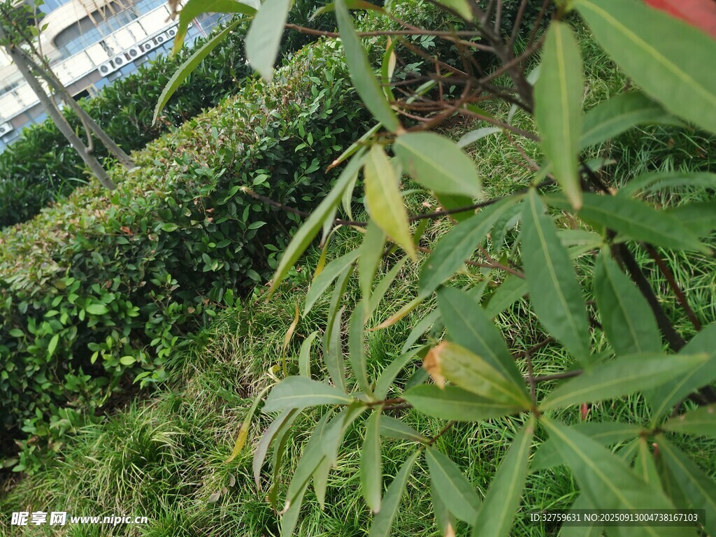 繁茂绿植