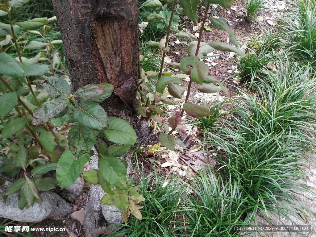 树下绿植景观
