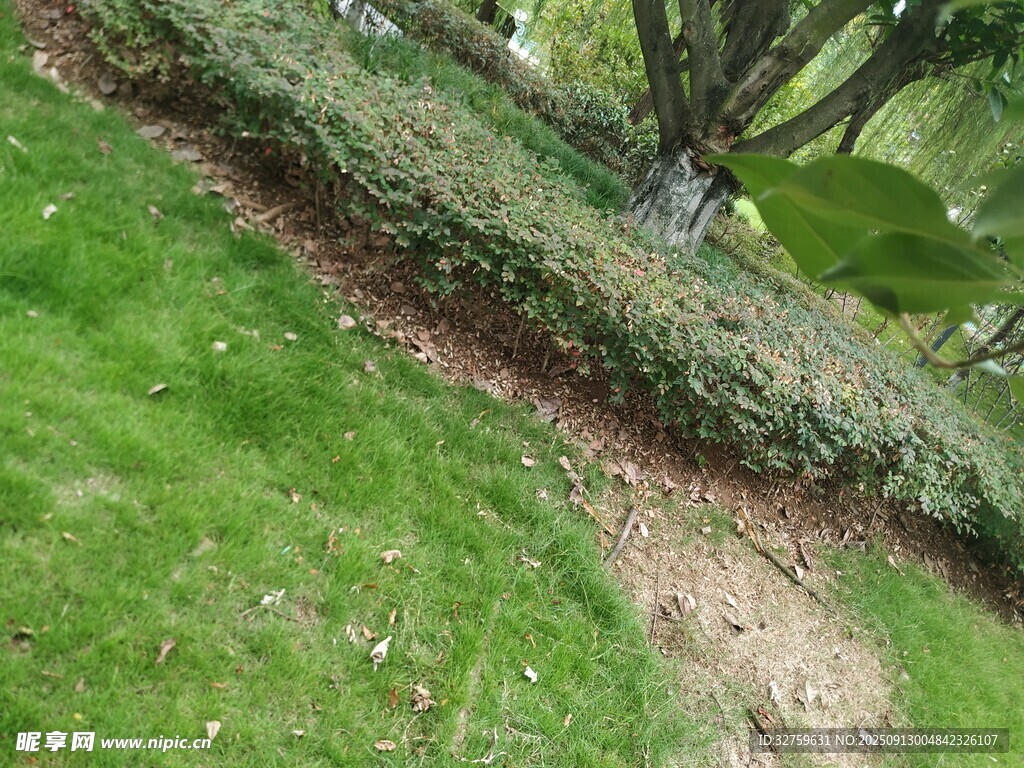 草地旁的绿植景观