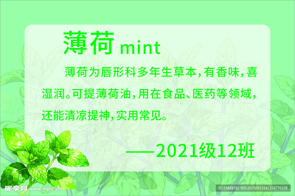 薄荷简介