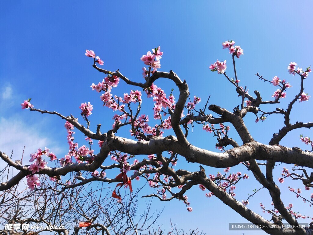 梅花