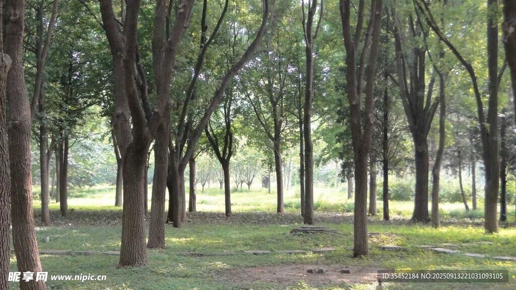 树林