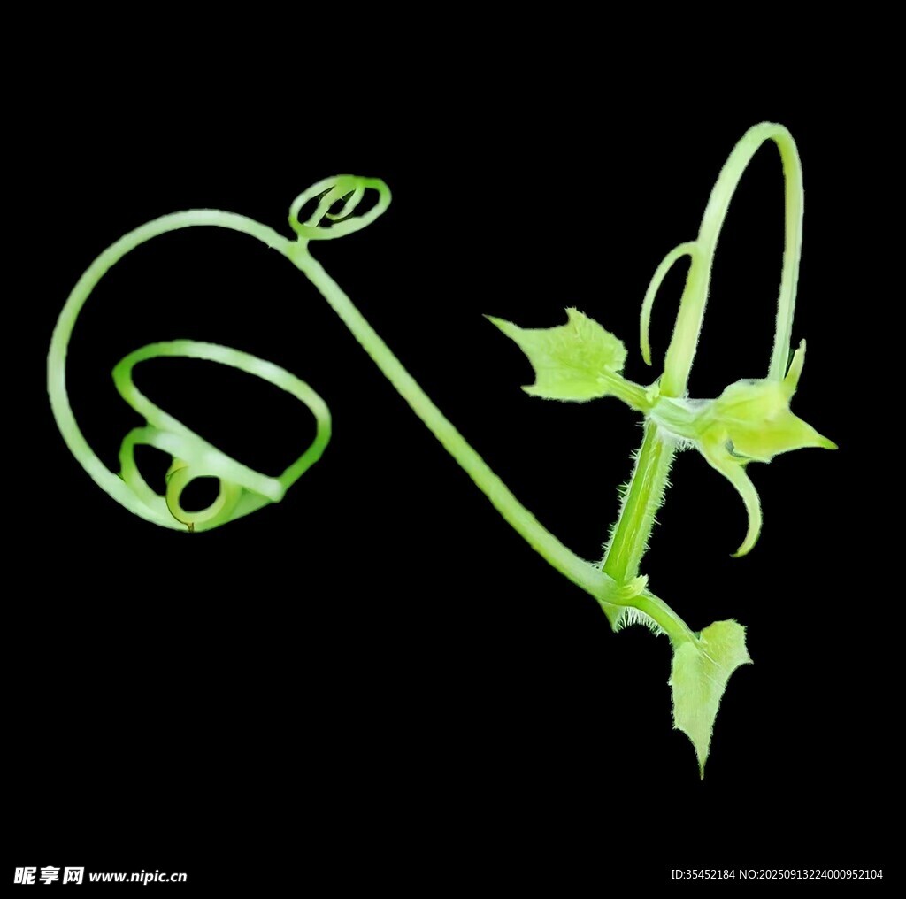 藤蔓植物