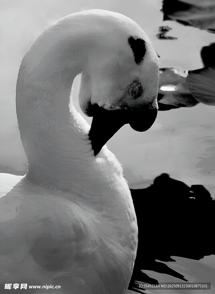 天鹅