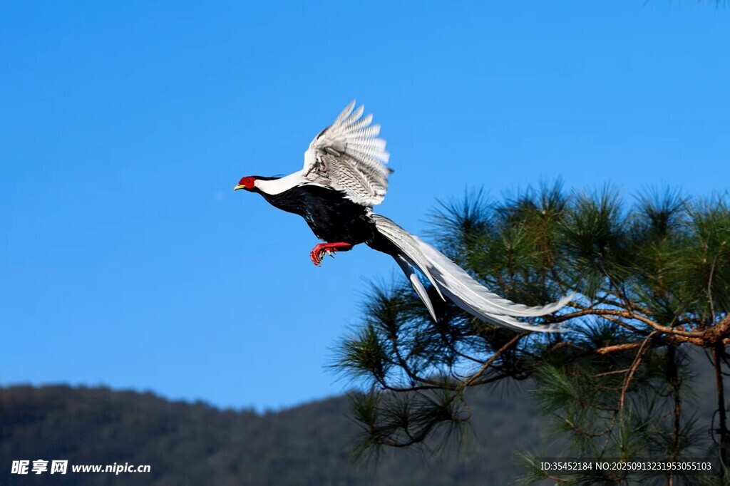 野鸡