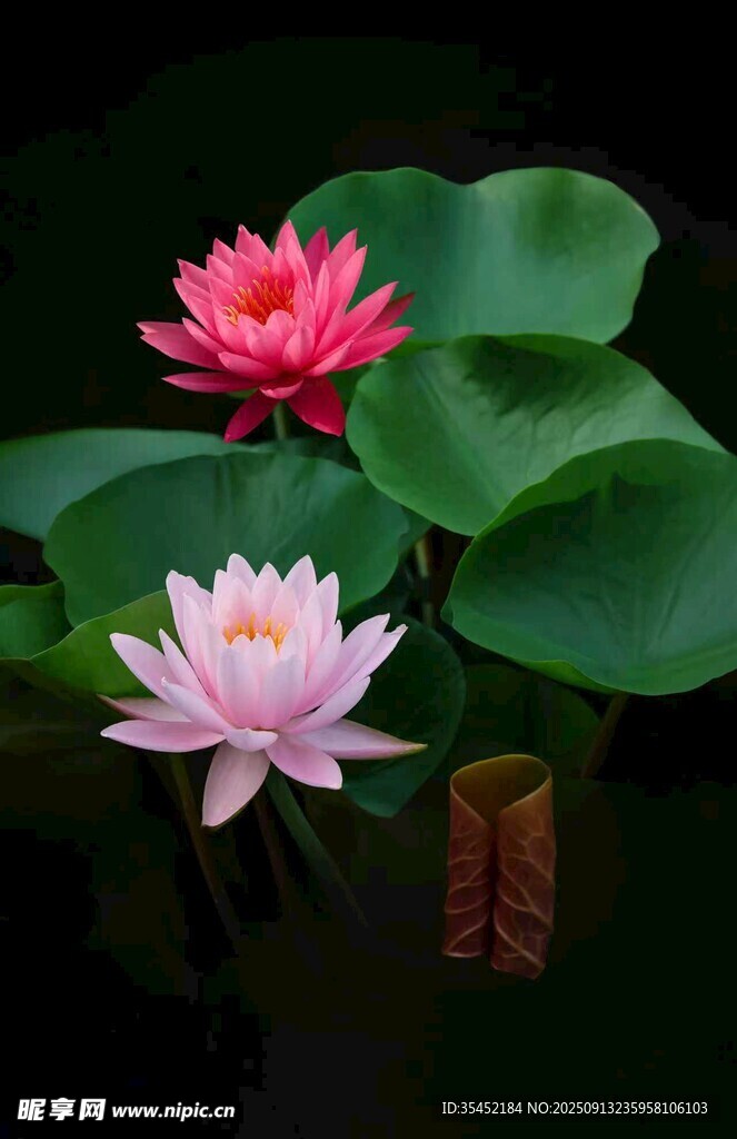 荷花