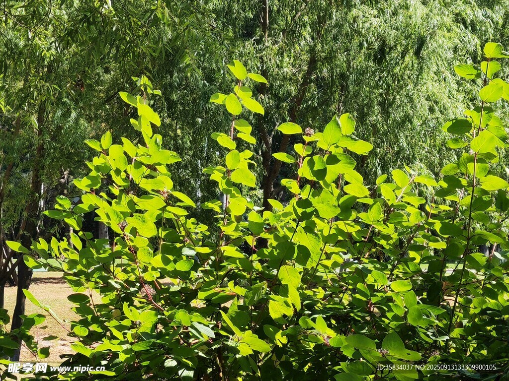 绿意盎然的树林景观