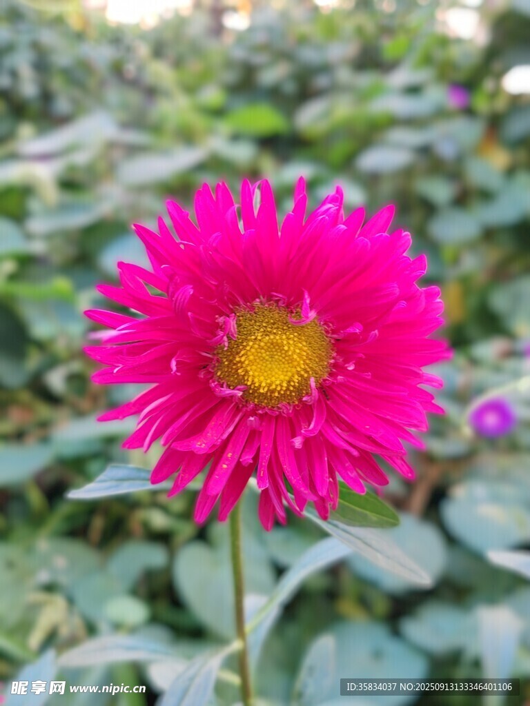 艳丽大丽花绽放
