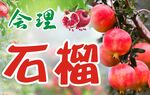 合理种植的饱满石榴