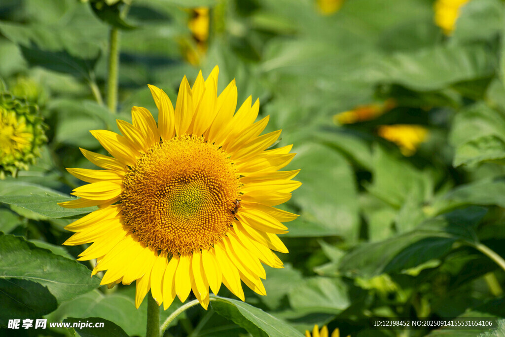 阳光下的灿烂向日葵