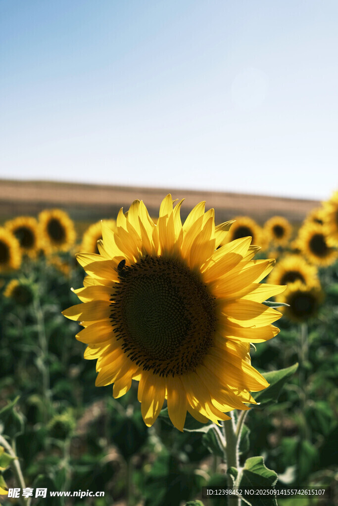 向日葵花田中的灿烂花朵