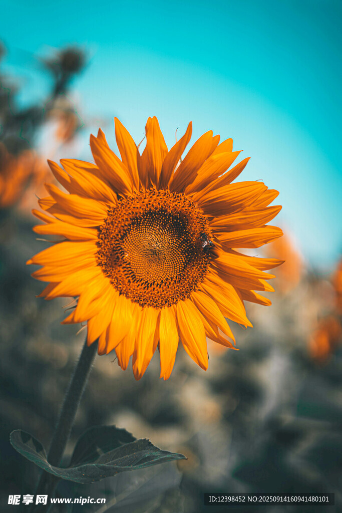阳光下的向日葵与蜜蜂
