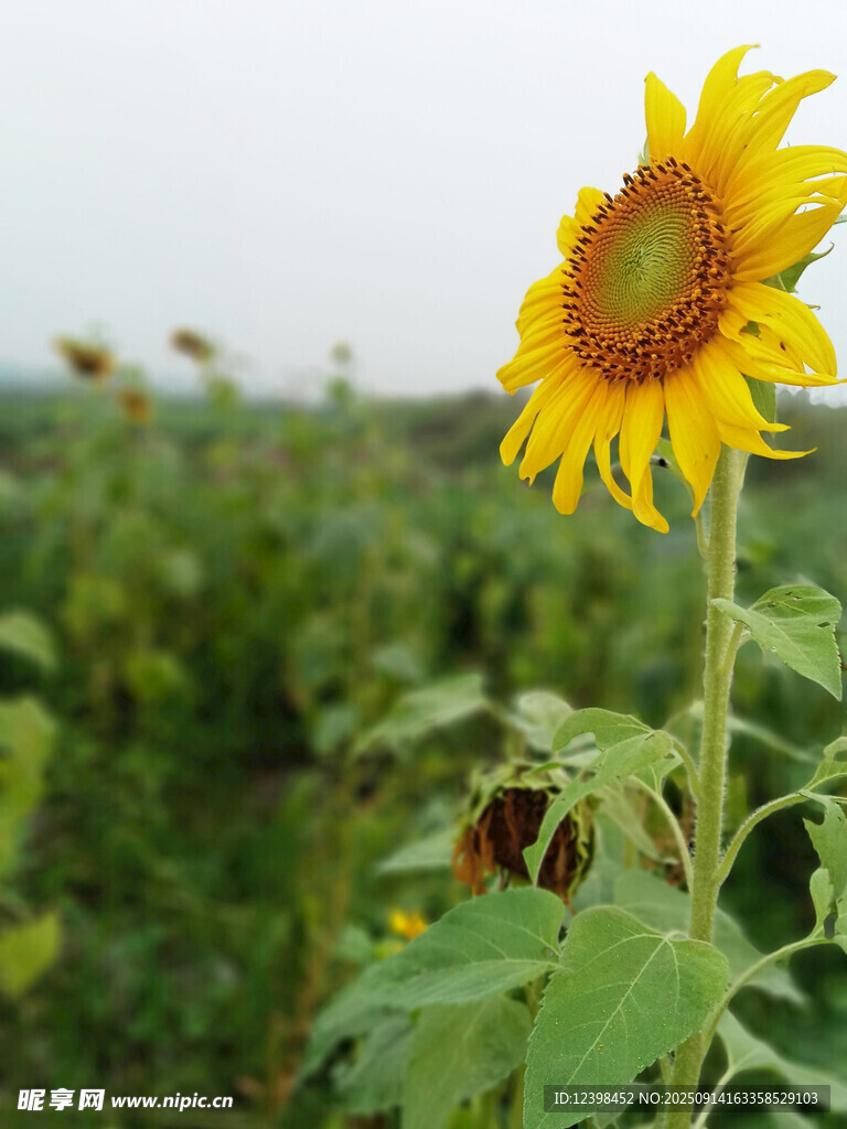 田野中的灿烂向日葵