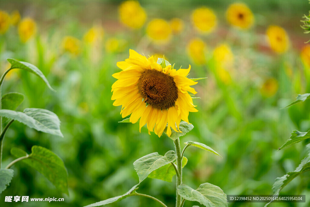 向日葵花田中的灿烂花朵