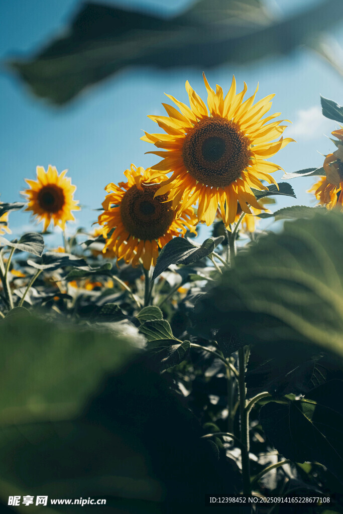 阳光下的向日葵花海