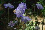 蓝盆花 