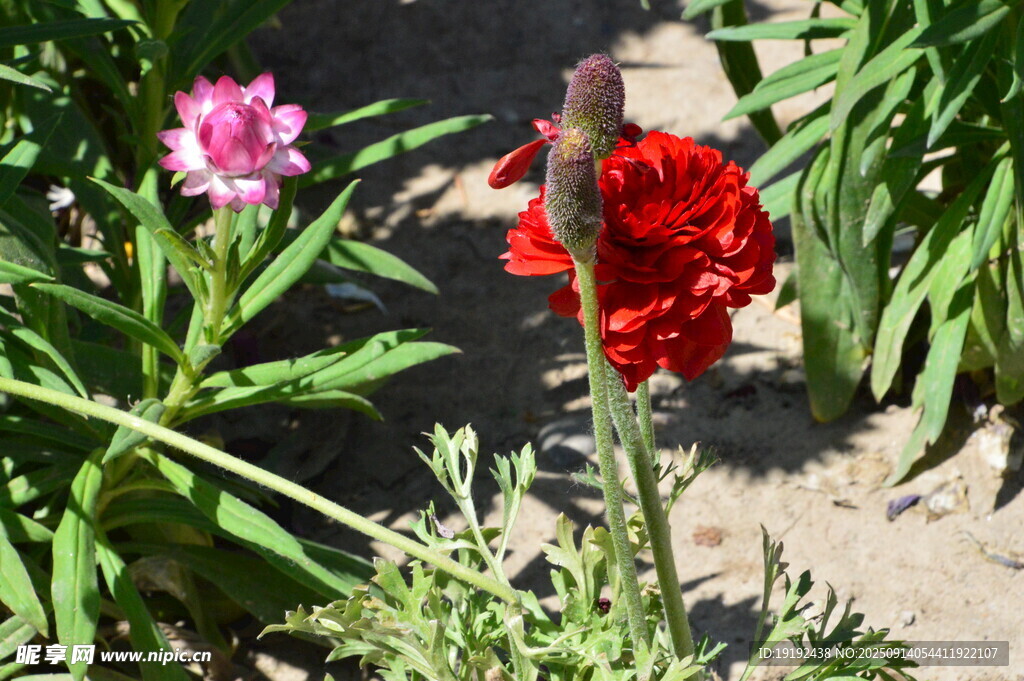 花毛茛  