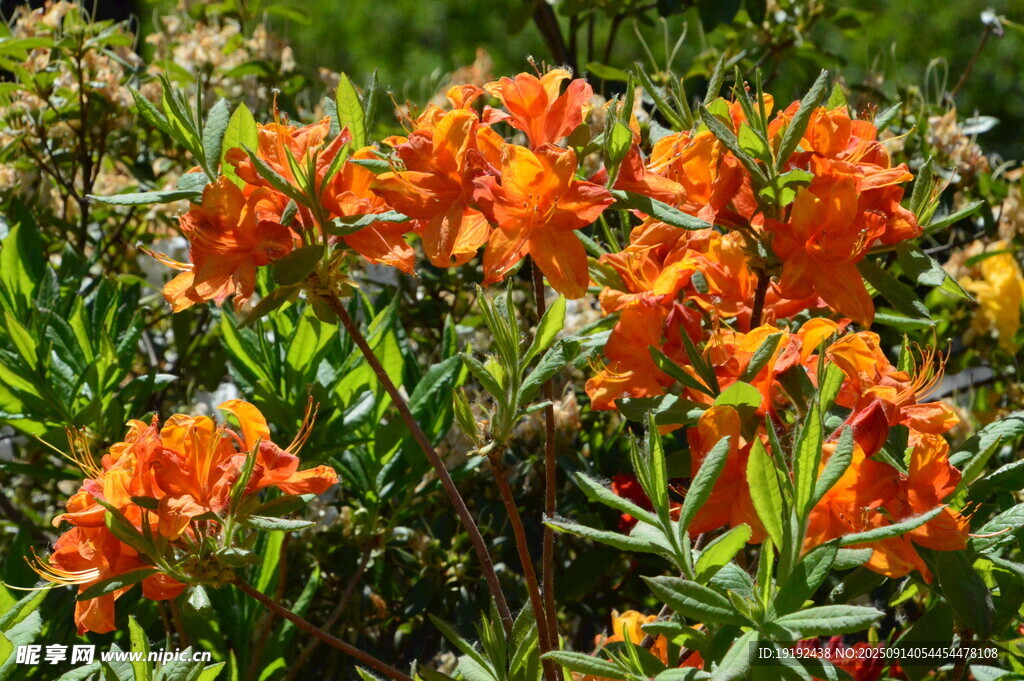 杜鹃花 