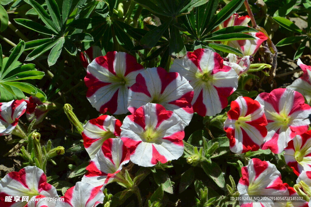 矮牵牛花 
