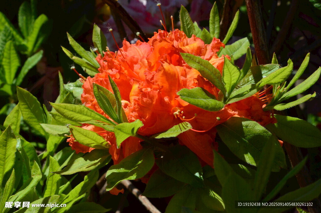 杜鹃花 