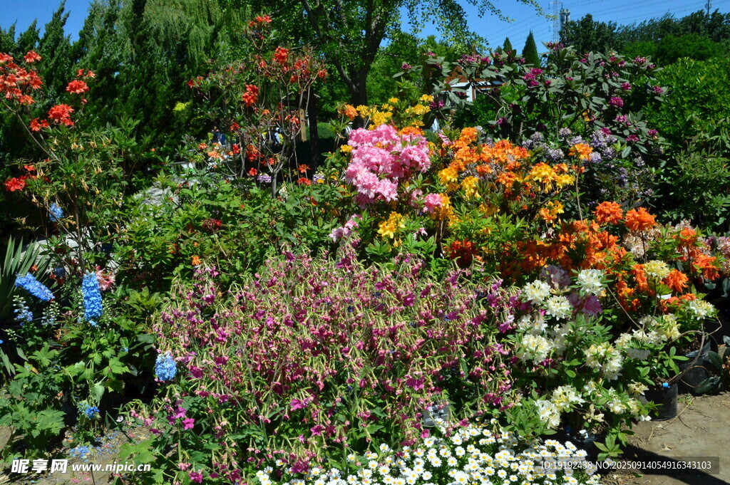 杜鹃花  