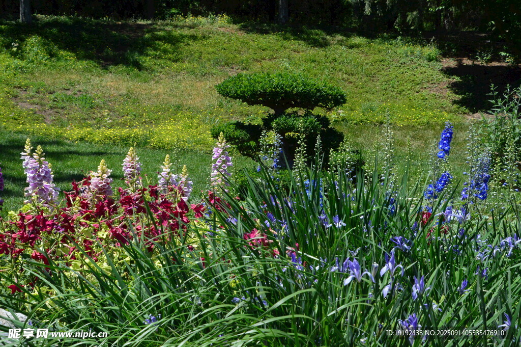 花园风景 