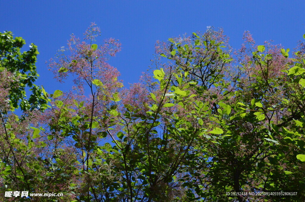 黄栌树花 