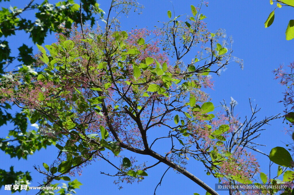 黄栌树花  
