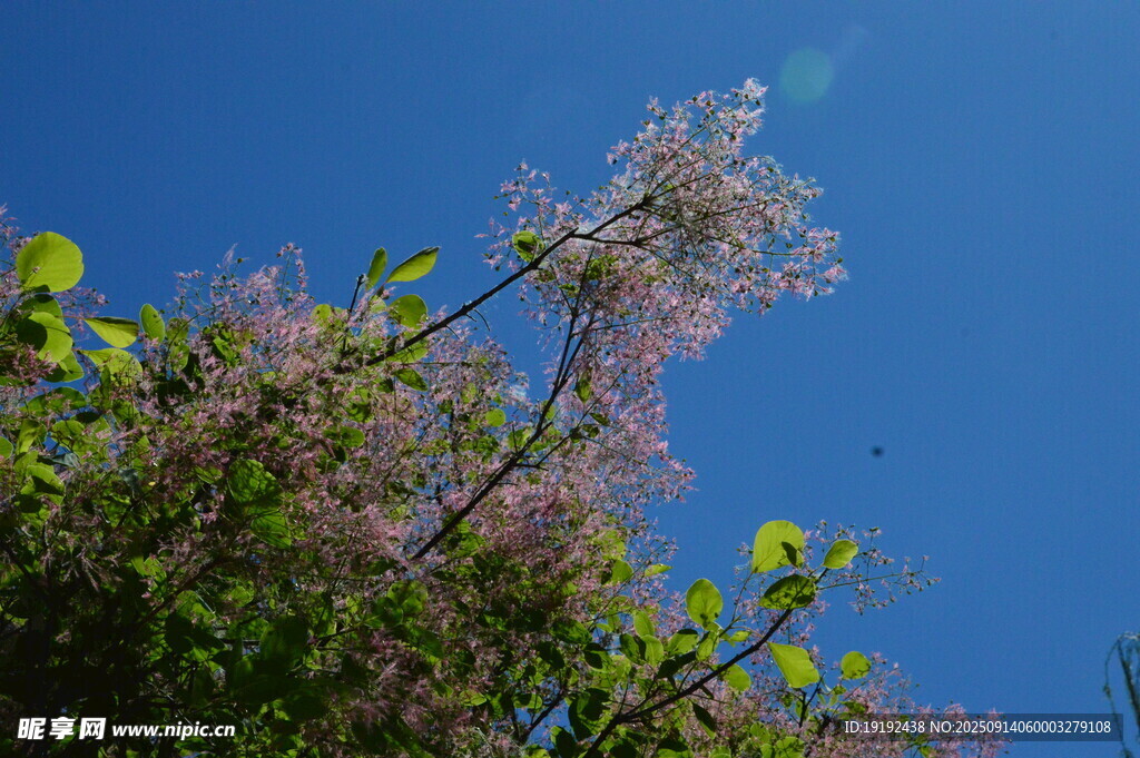 黄栌树花 