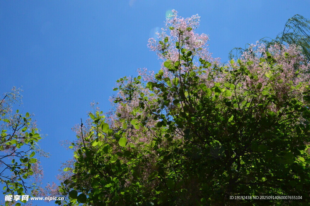 黄栌树花  