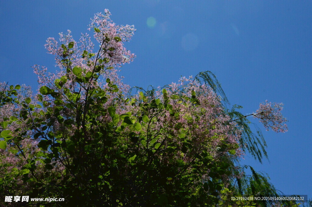 黄栌树花  