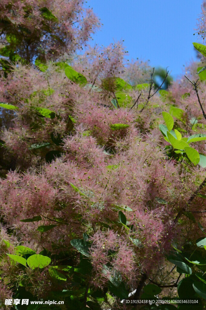 黄栌树花 