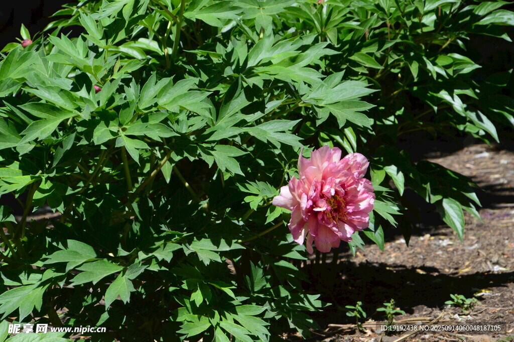 芍药花 