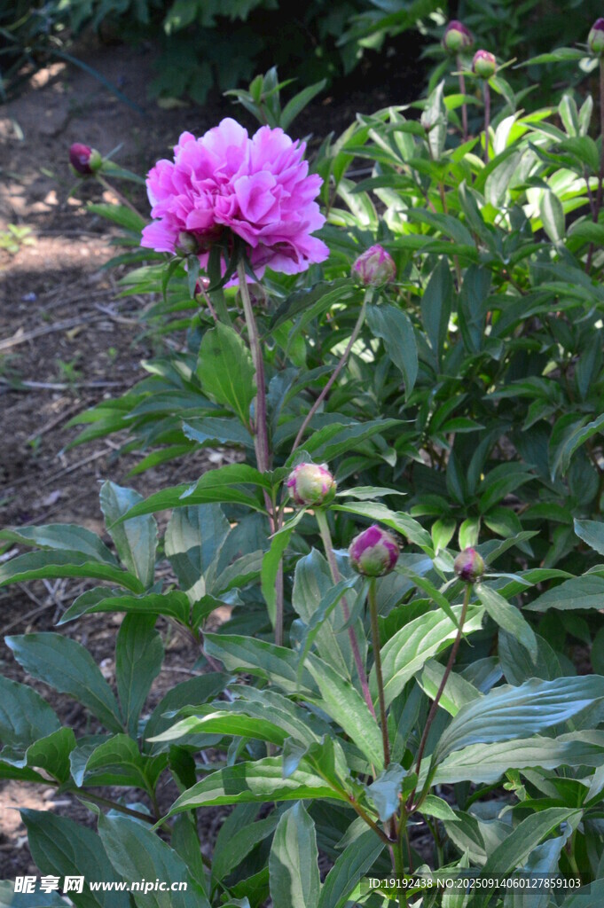 芍药花  