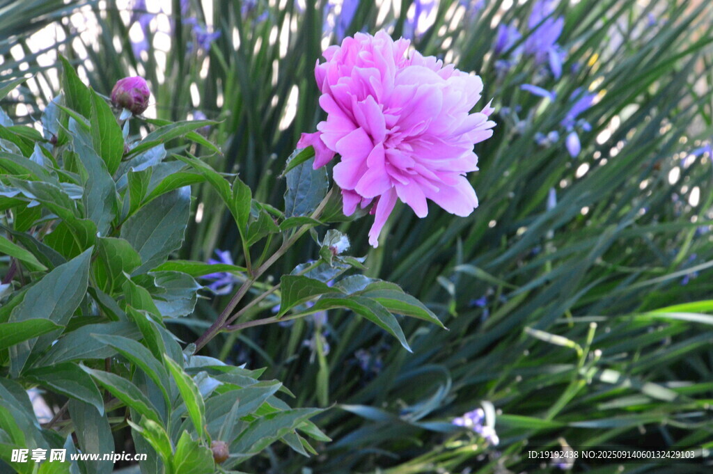 芍药花 