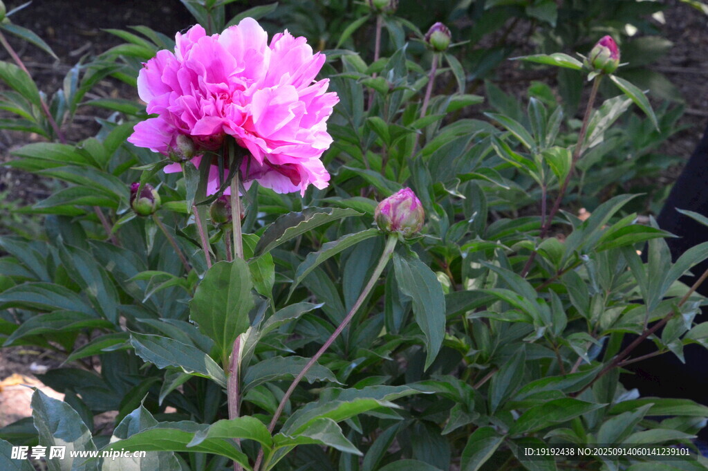 芍药花  