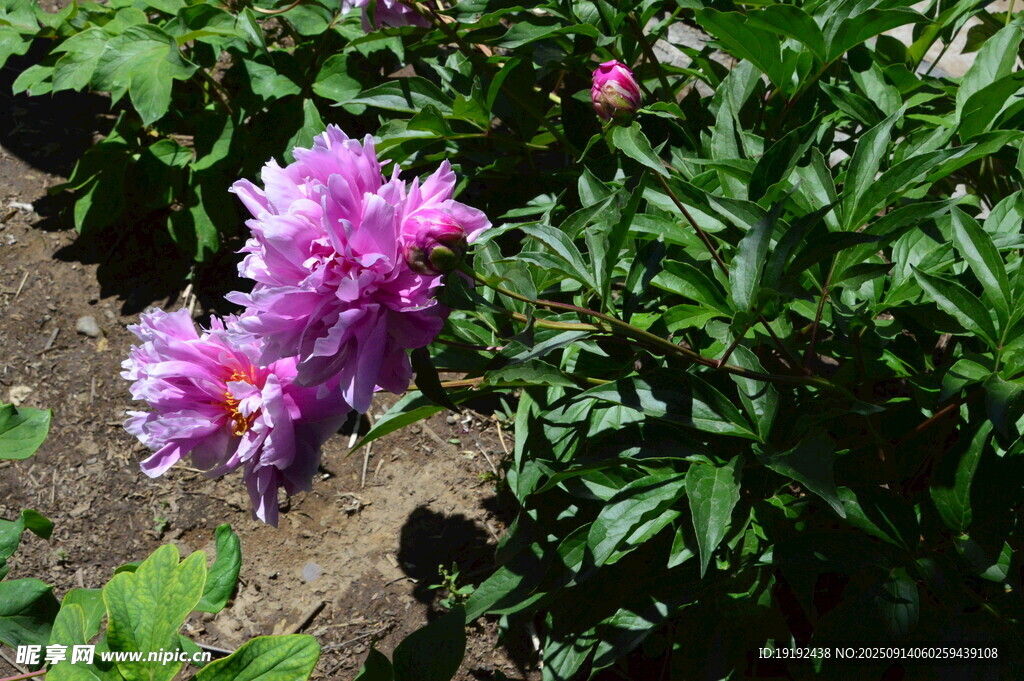 芍药花  