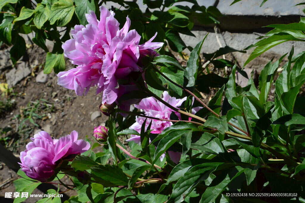 芍药花 