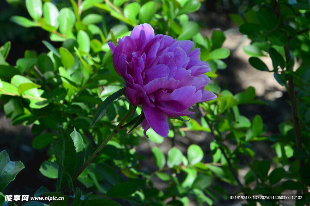芍药花  