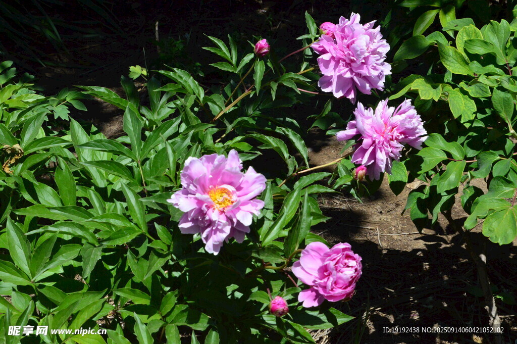 芍药花  