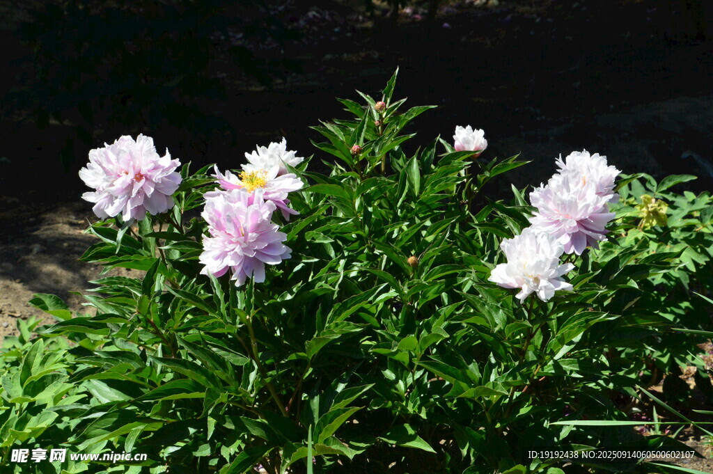 芍药花 