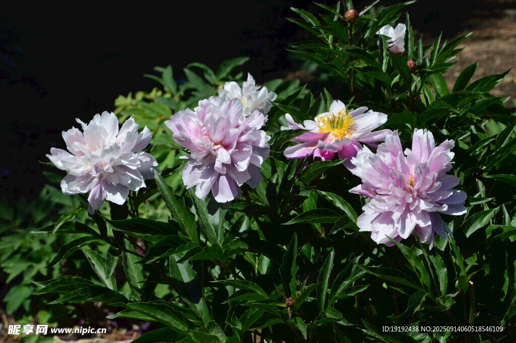 芍药花 