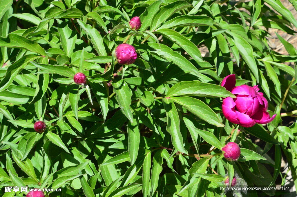 芍药花  